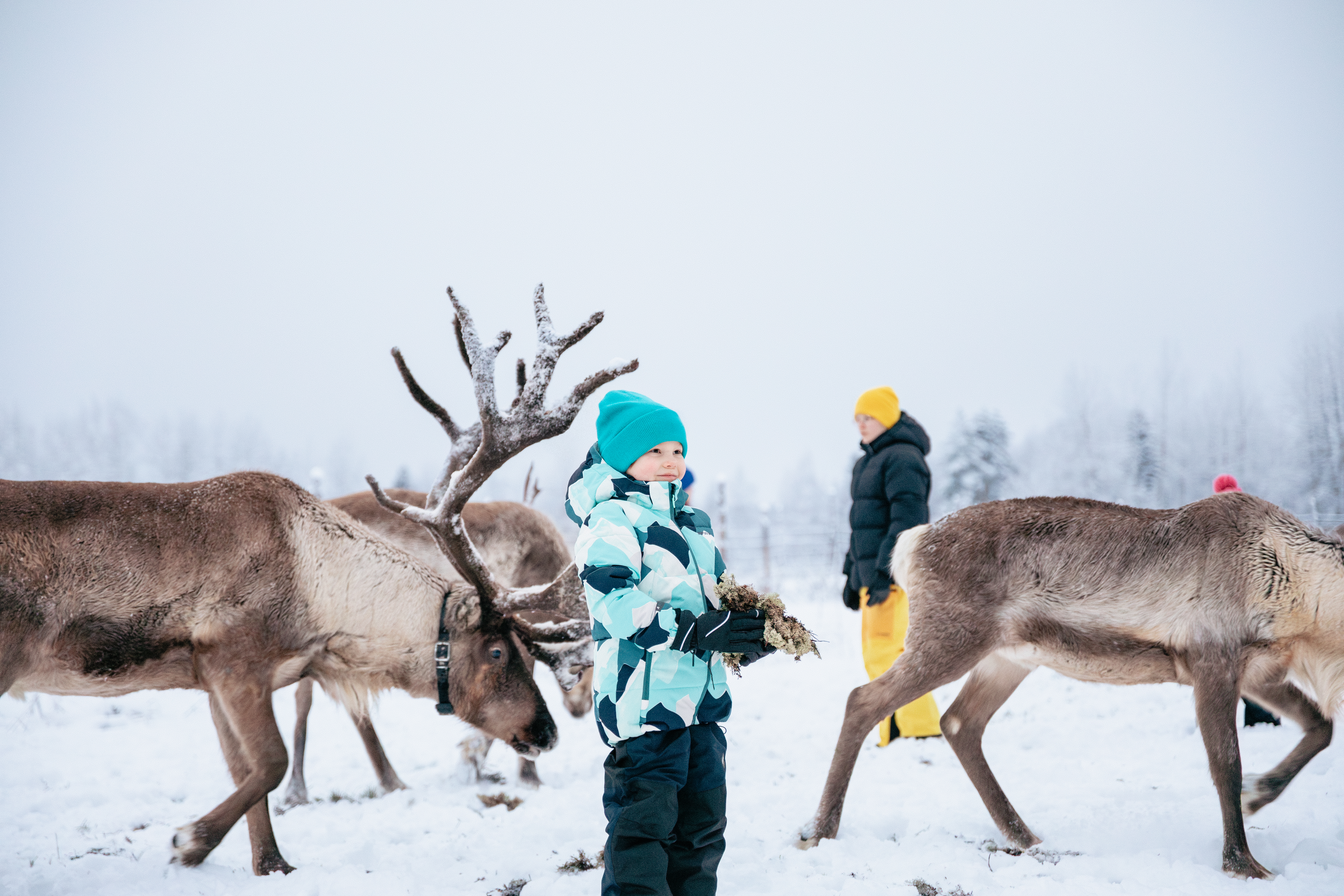 Vinterlandskap i Nord-Finland